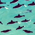 姜溯屿 - 鲸 (whale)