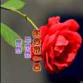 马有振 - 红尘花一朵
