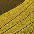 ASAKURA561、有机酸 - YELLOW