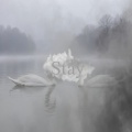 Lagoona - Stay