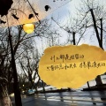 网络歌手 - 多幸运