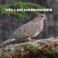 Veiled Harmonies