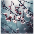 小顾 - 冬の花