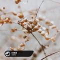 iKonomi、Yeu Records - China A