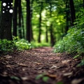 Sunlit Forest Path