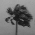 Soalo、EMYLEO - Premier