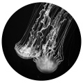 Signalen - Effusion