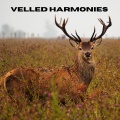 Veiled Harmonies