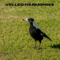 Veiled Harmonies