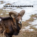 Veiled Harmonies