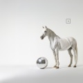 Horses - Morning Light