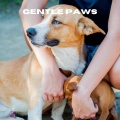 Chiens relaxation profonde、Puppy Music、Music For Dogs Peace、Relaxing Music for Dogs - Whispering Meadows