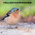 Veiled Harmonies
