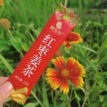 周细荣 - 康宝丽红枣姜茶之歌