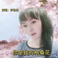 罗松兰 - 你是我的格桑花