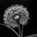 Dandelion Seeds