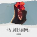 柠檬薄荷蜜 - 花儿为什么这样红