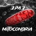 3 Pa 3 - MITOCONDRIA