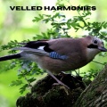Veiled Harmonies