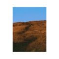 George Symonds、Ras、Aman - BIRDS (Explicit)