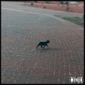 Black Cat Theory (Explicit)