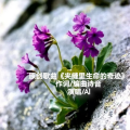 周诗萍 - 夹缝里生命的奇迹
