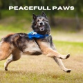 Música Relajante para Perros、Colectivo De Música Para Perros、Jack Christiansen - Guardians of Serenity