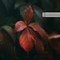 秋雨聲(循環)