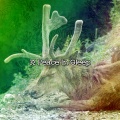 32 Peace In Sleep