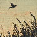 vertigo (Explicit)