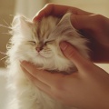 528 Hz Purrfect Harmony: Reiki Music for Cats