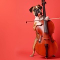 Hundmusik!、Dogotherapy、Husdjursmusik、Doggy Jazz、Calming Jazz for Dog - Mysiga Hundtoner