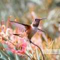 Birds In The Forest、Sounds of Nature Zone、Forest Sounds - Collage