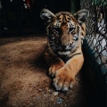 Der Tazer - Tiger