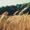 Der Tazer - Wheat