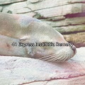 Newborn Baby Lullabies - Duvet Bliss