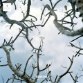 Twocolors - Tumbleweed