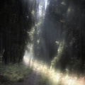 maxidise - crepuscular