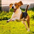 Spring Music、Sleeping Music For Dogs、Dog Aid Music - Peaceful Calm Quiet Pets
