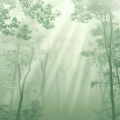 L - 梦不落雨林