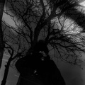 Aplxxy - Black Winter