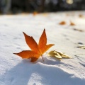 我知道秋风落完还会下冬雪