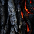 core_unit - Jungle