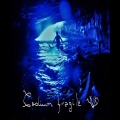Codium fragile - In the cave
