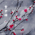 艾佳 - 雪中梅
