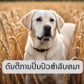 ສຽງການປິ່ນປົວສໍາລັບຫມາ - ດົນຕີທີ່ສະຫງົບ, ດົນຕີຕ້ານຄວາມກົດດັນ, ສຽງທີ່ຜ່ອນຄາຍການກະຕຸ້ນຂອງຫມາ.