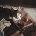 Rilassa la musica dei gatti、Relax musica zen club - Risonanza lenitiva per gatti