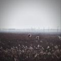 CHICK - Winter sorrow