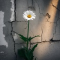 Lone Thought Nothings - The Wall