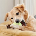 Gentle Melodies for Relaxed Dogs